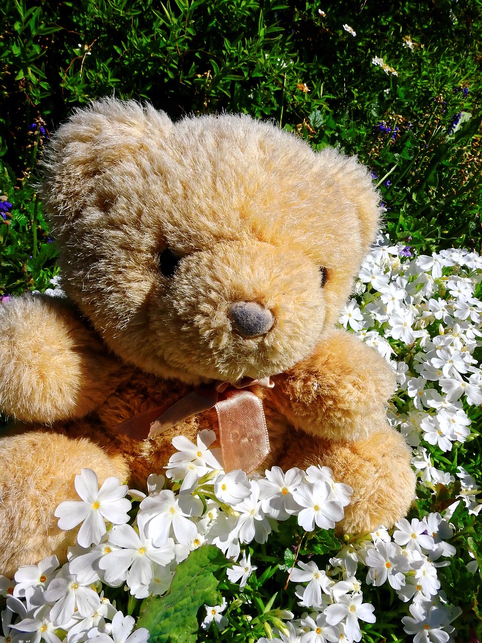 teddy bear teddy soft toy free photo