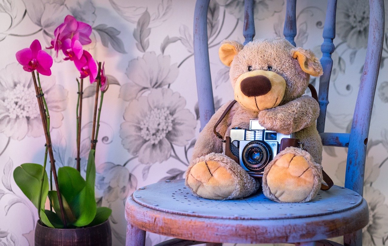 teddy bear camera orchids free photo