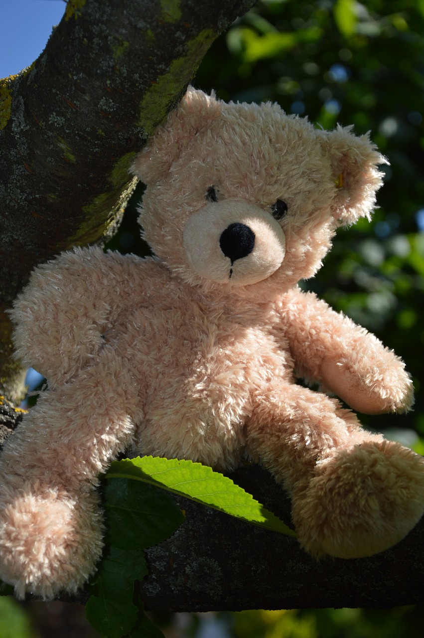 teddy bear  soft toy  tree free photo