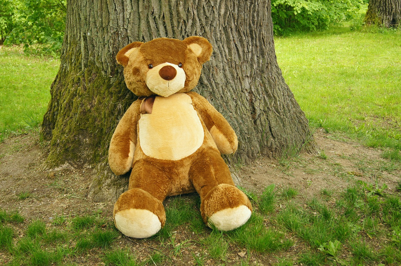 teddy bear  plush  nature free photo