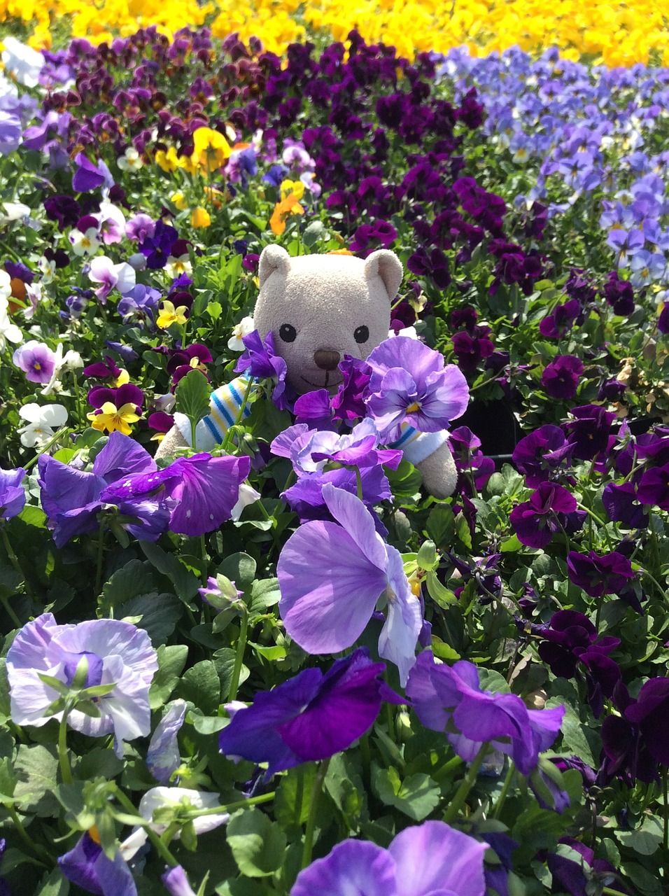 teddy bear flowers pansies free photo