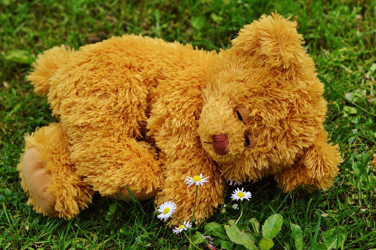 teddy bear bear bears free photo