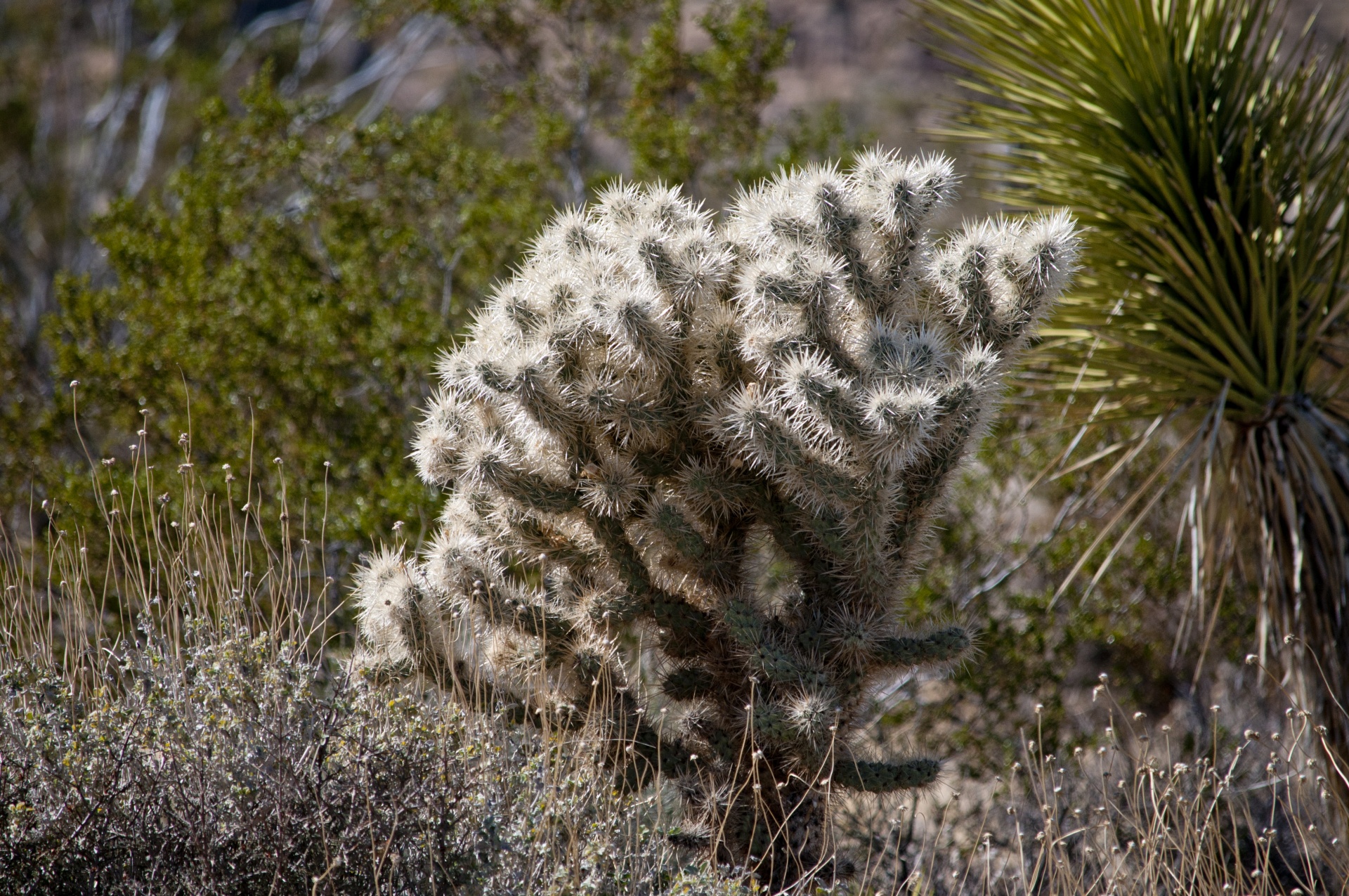 cactus cacti joshua tree free photo