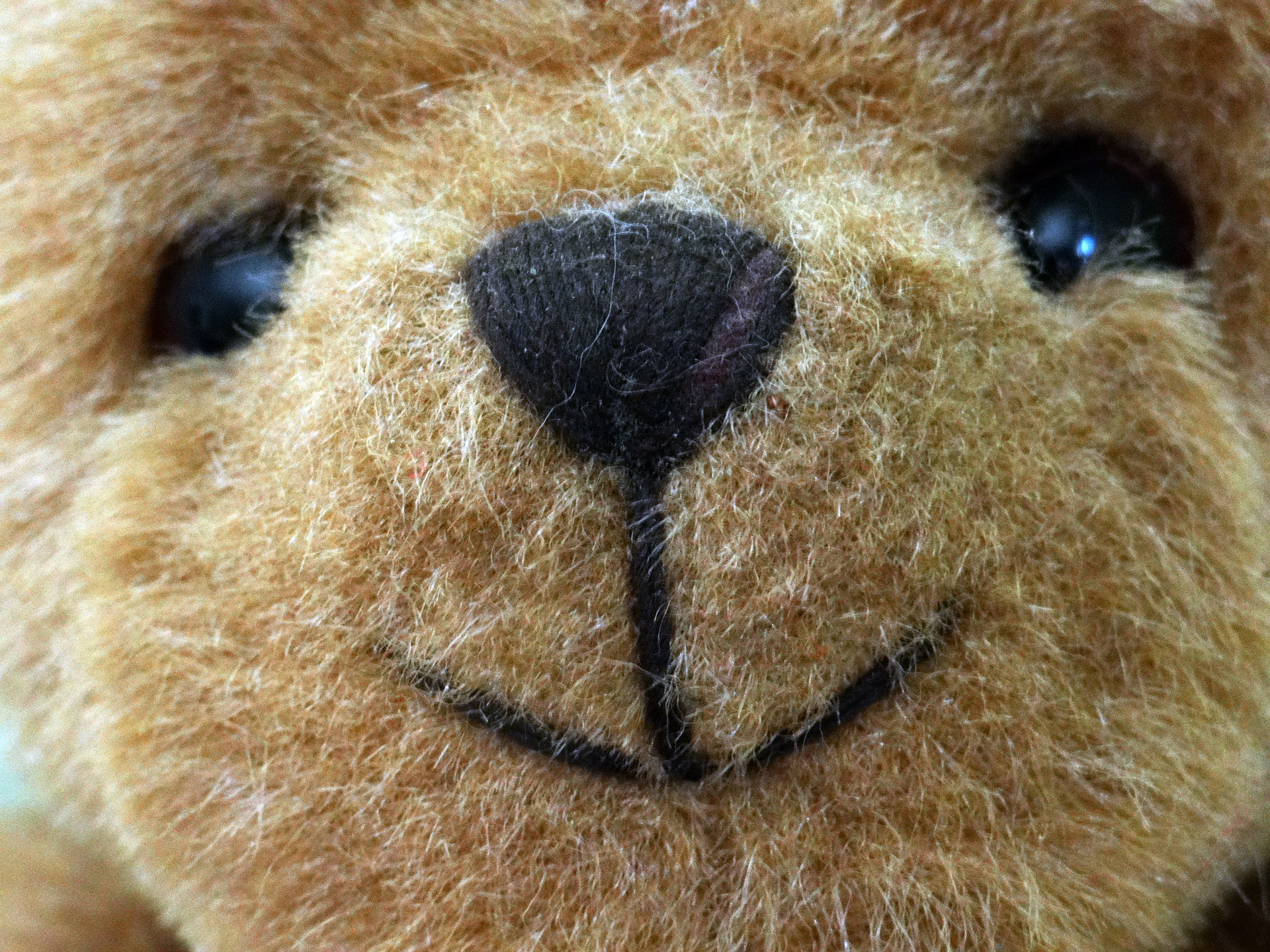 teddy bear face golden brown free photo