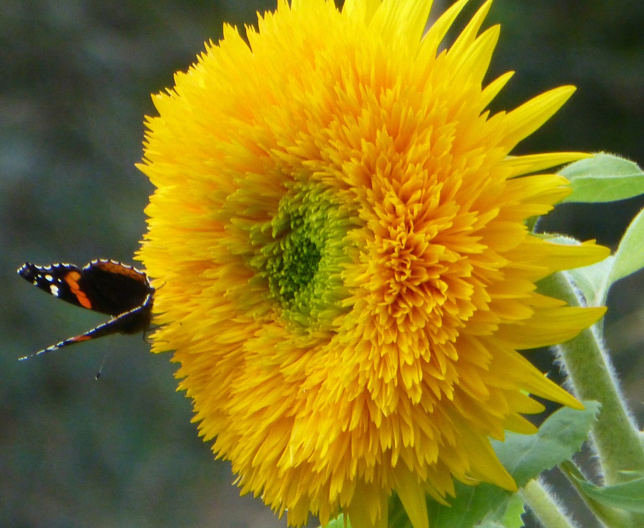 teddy bear sunflower butterfly summer free photo