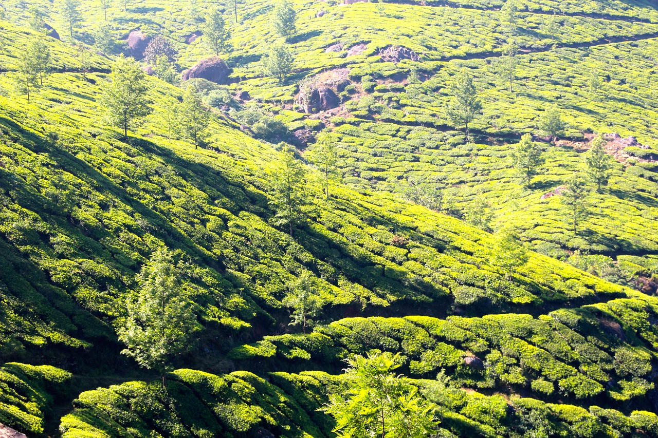 tee plantation tea plantation free photo