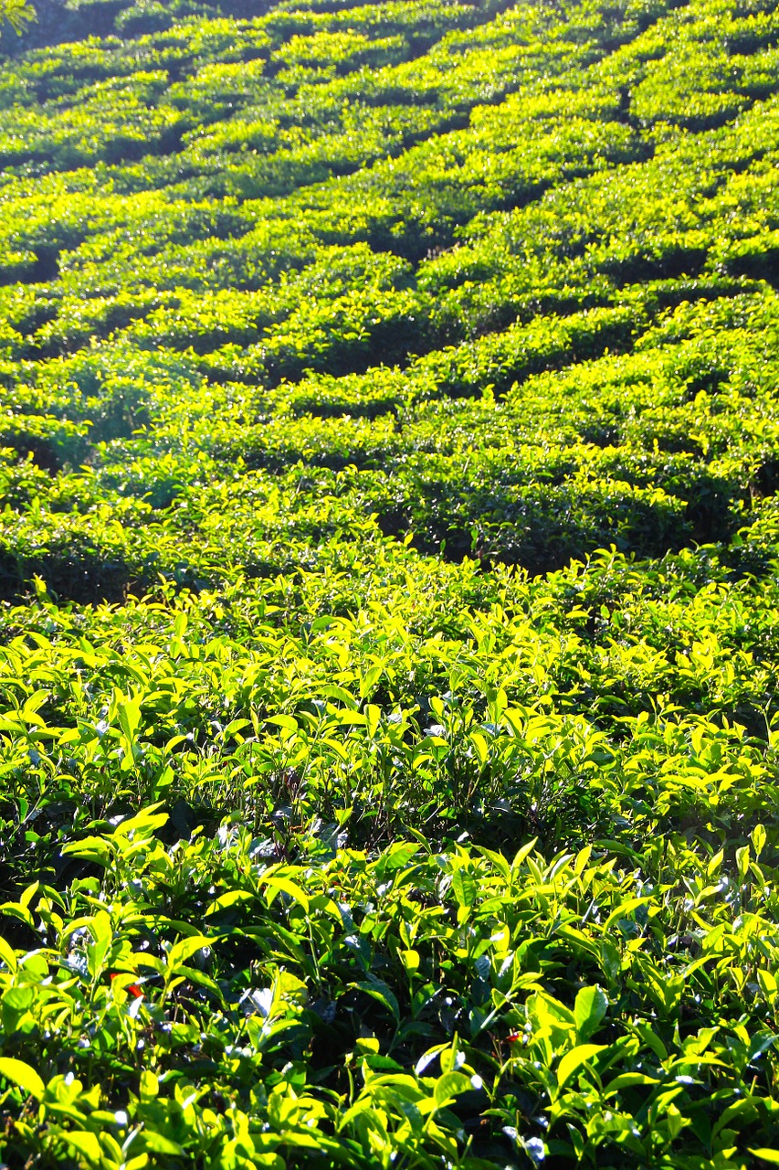 tee plantation tea plantation free photo