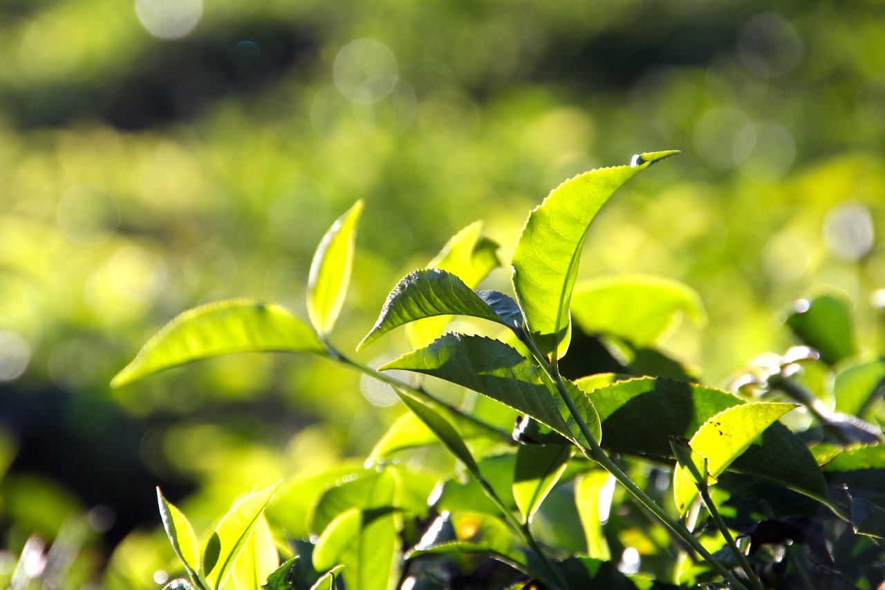 tee plantation tea plantation free photo