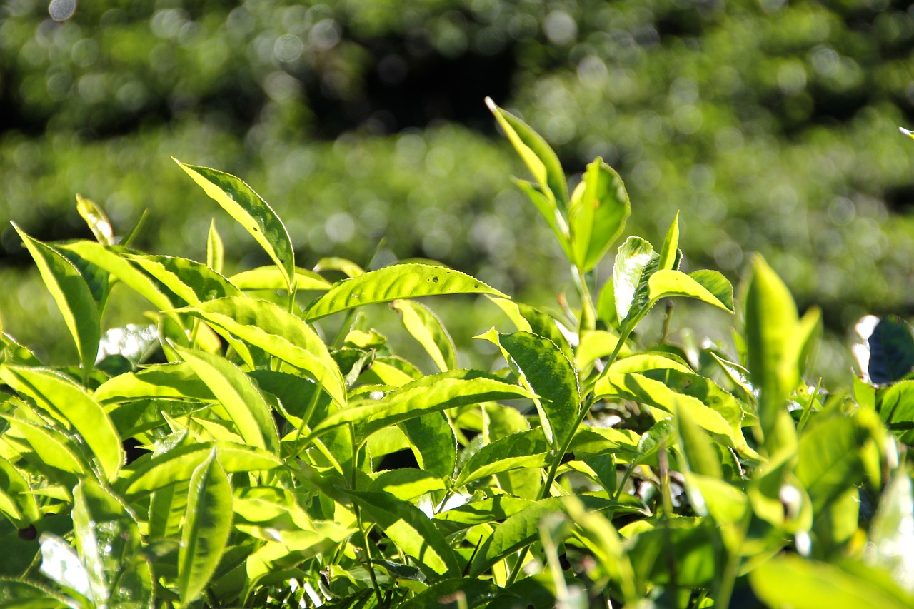 tee plantation tea plantation free photo