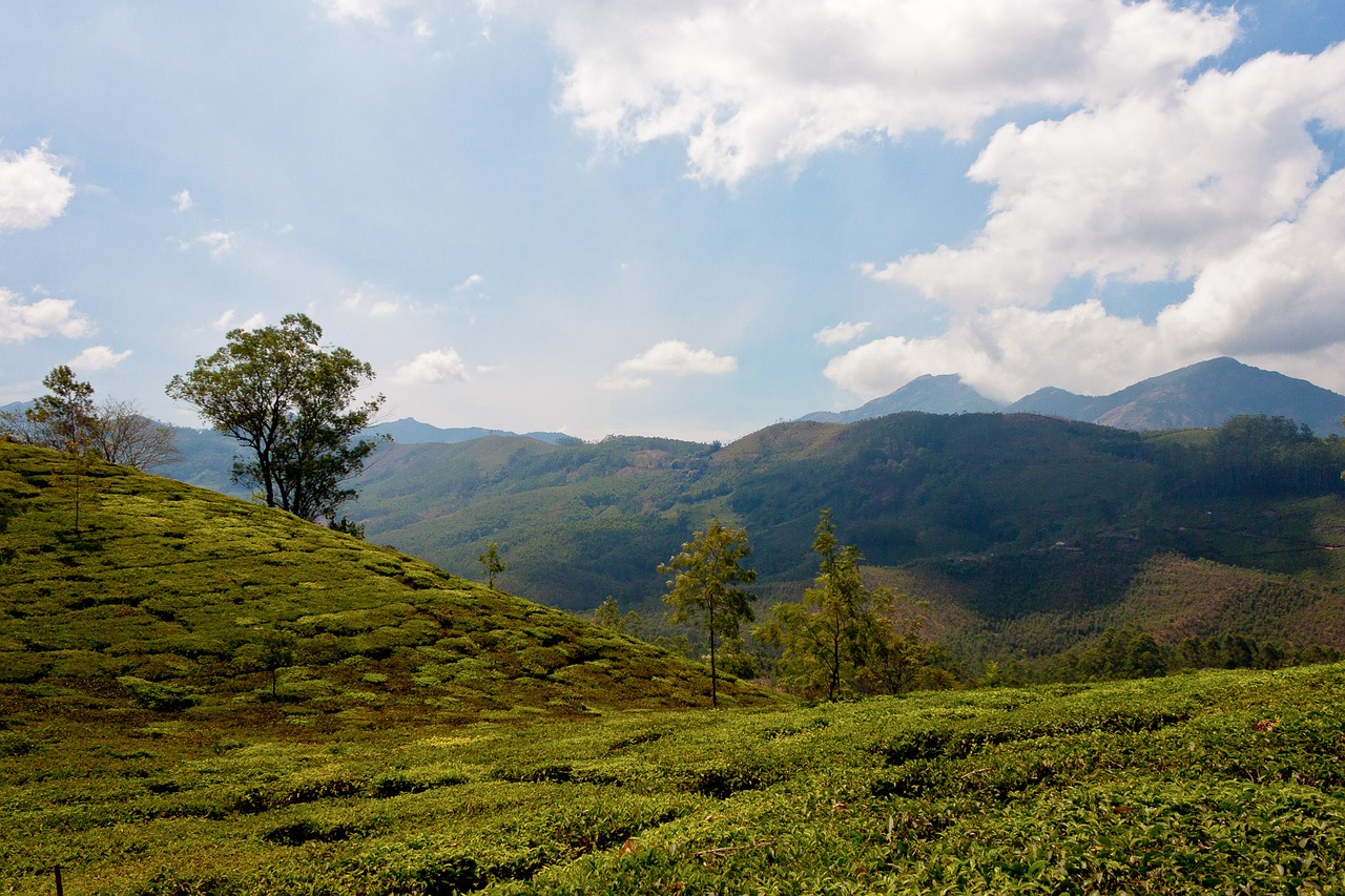 tee tea plantation india free photo