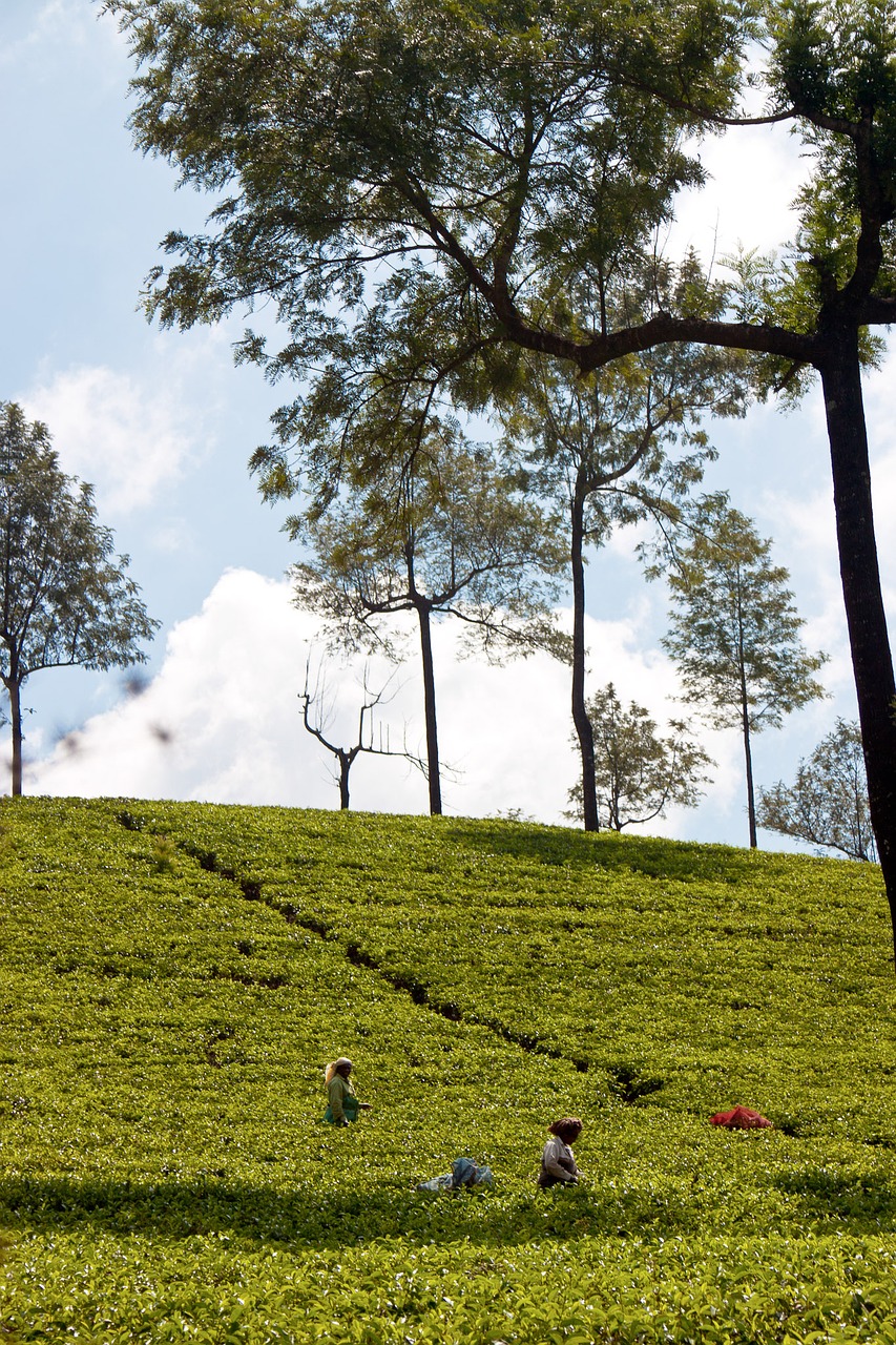 tee tea plantation india free photo