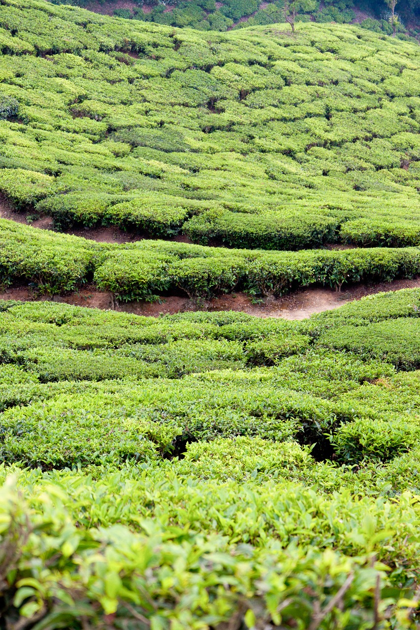 tee tea plantation india free photo