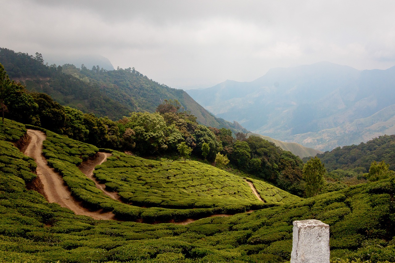 tee india munnar free photo