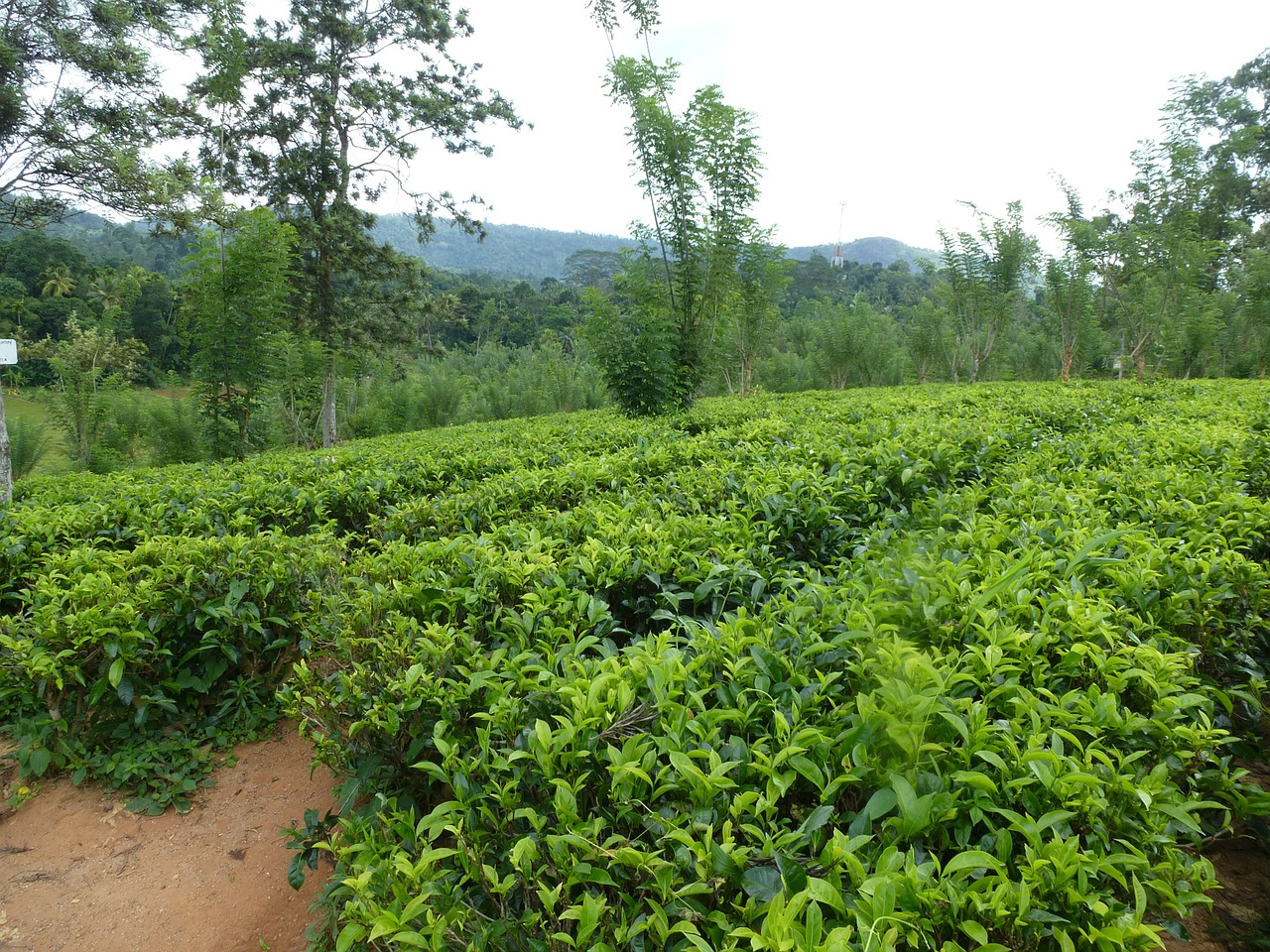 tee tea plantation sri lanka free photo