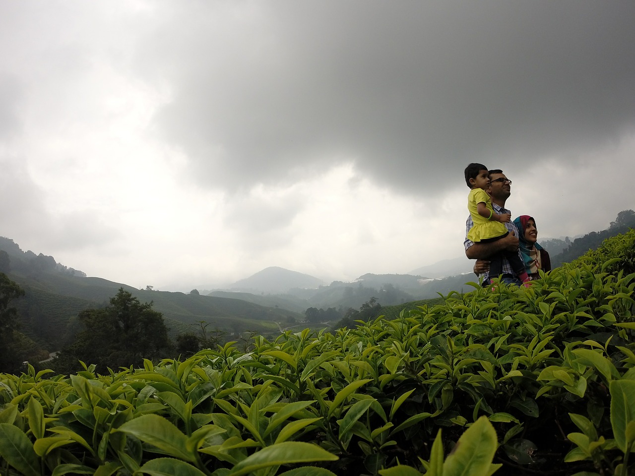 tee tea plantation family free photo