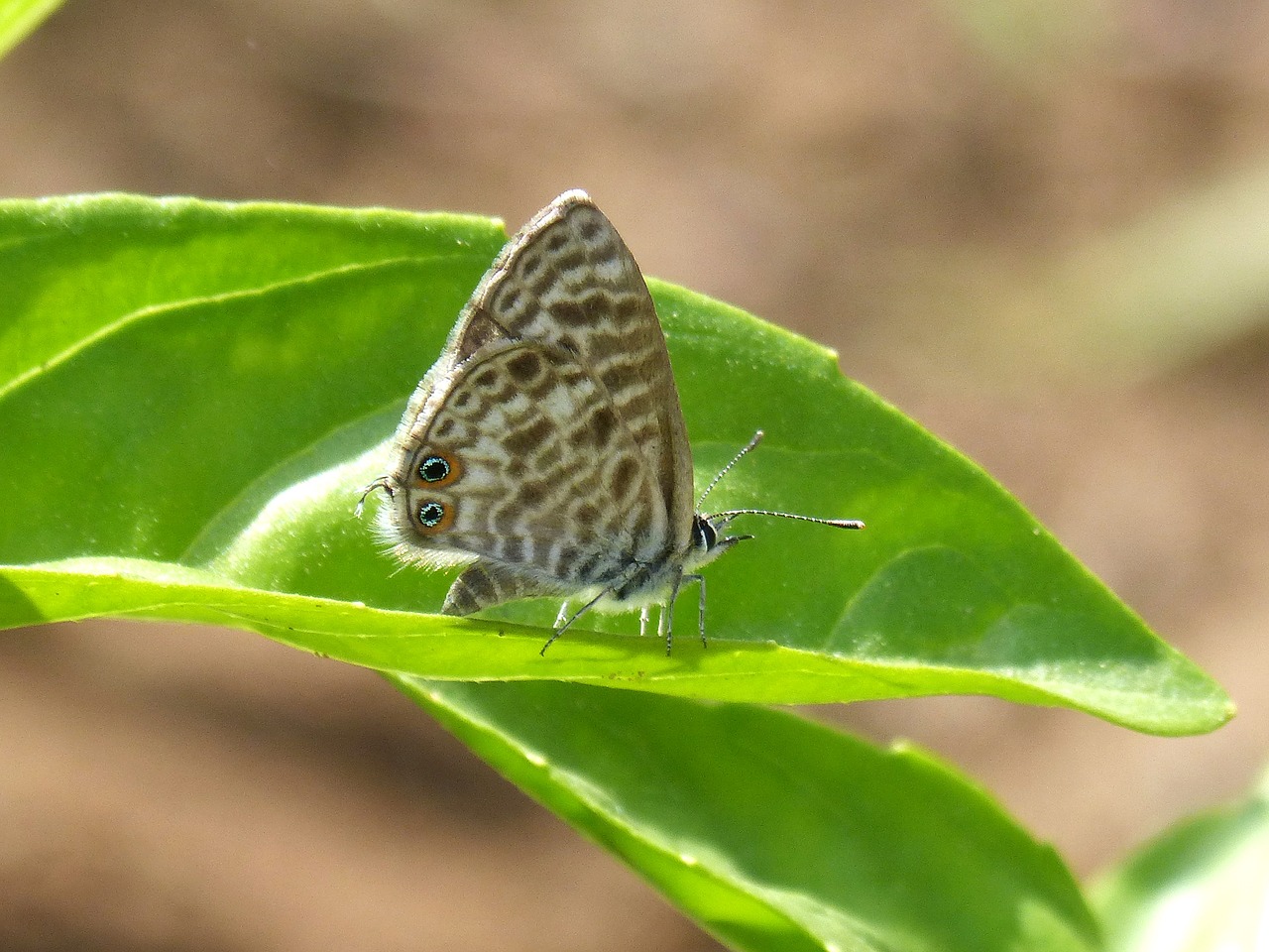 teenindusega boeticus butterfly leaf free photo