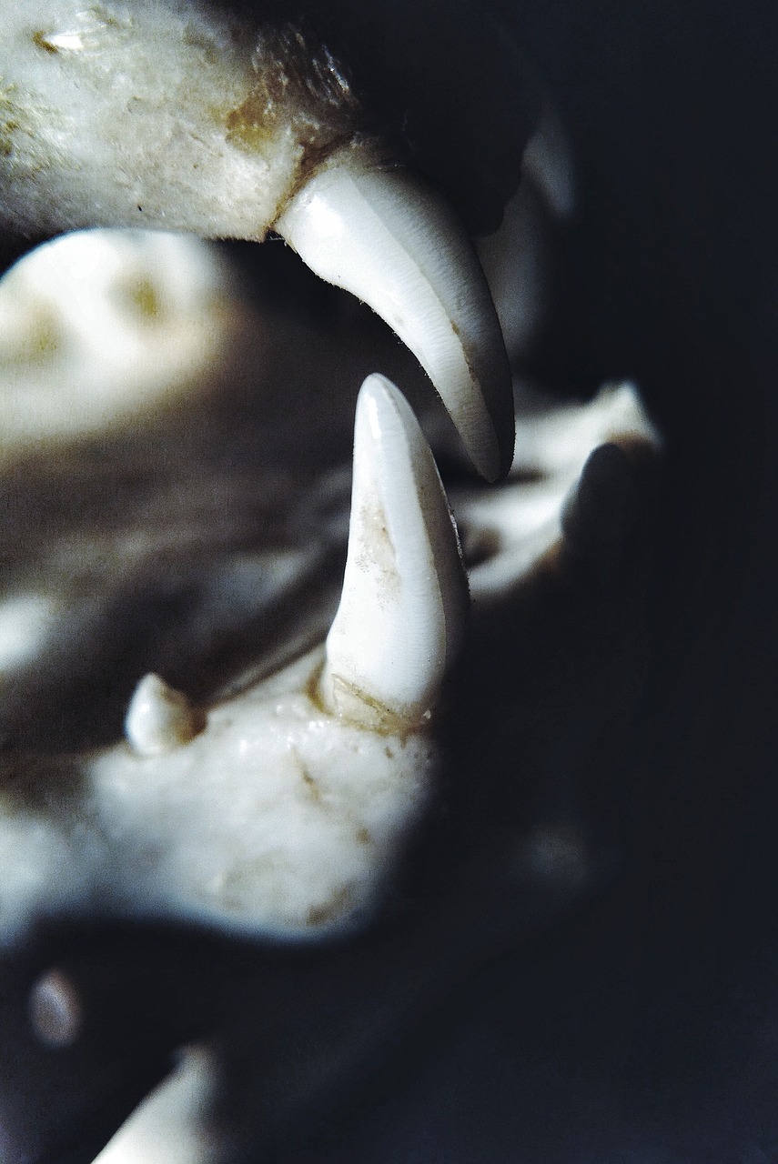 teeth tooth skull free photo