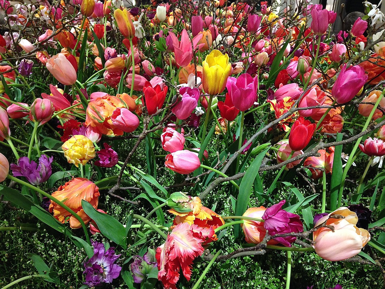 tefaf tulips flowers free photo