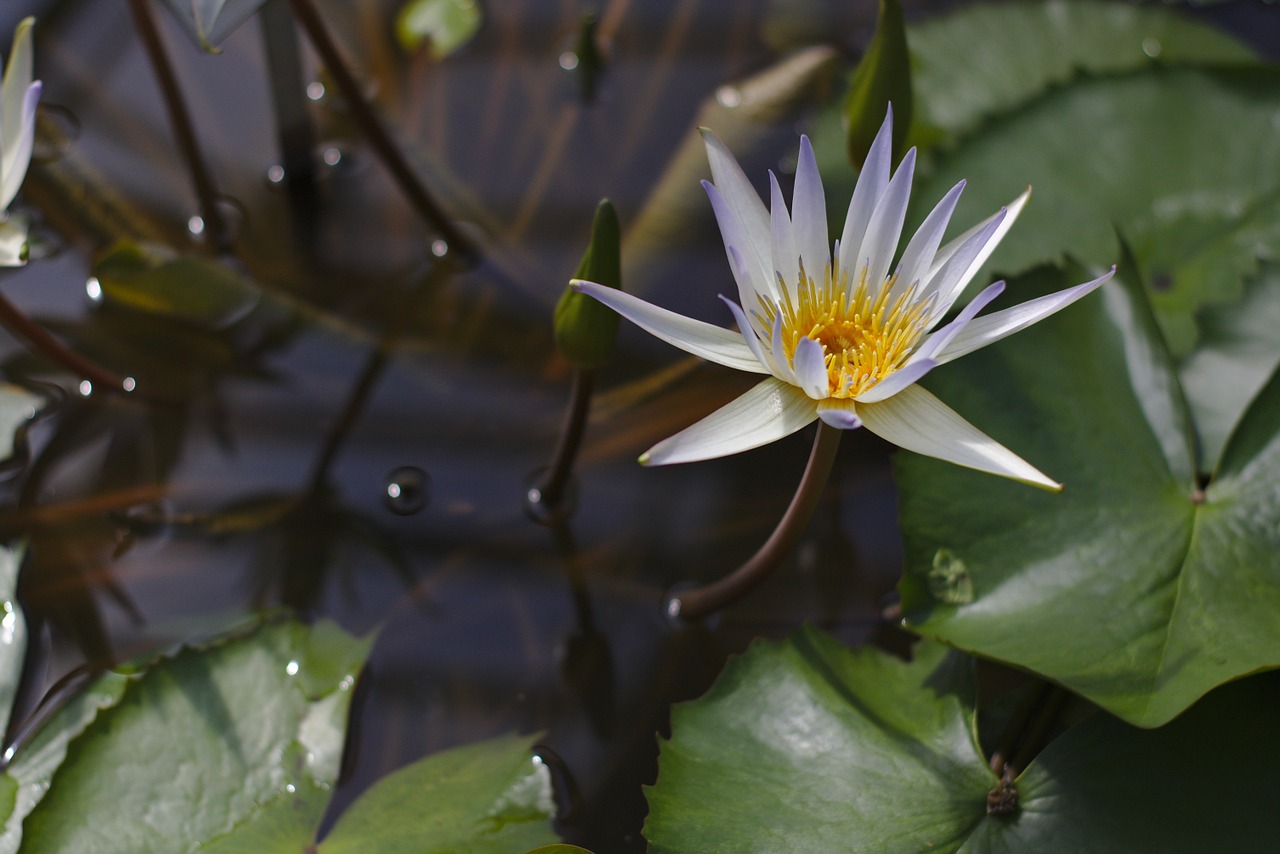 teichrose lily pond free photo