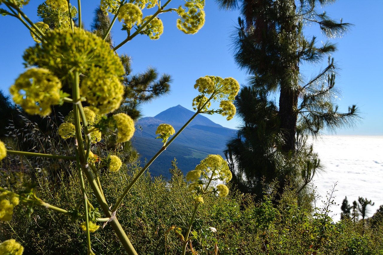 teide  tenerife  canary islands free photo