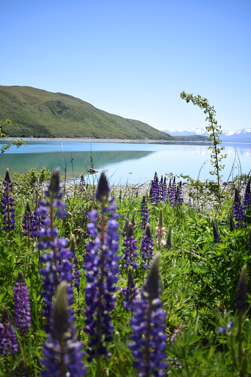 tekapo  new zealand  lake free photo