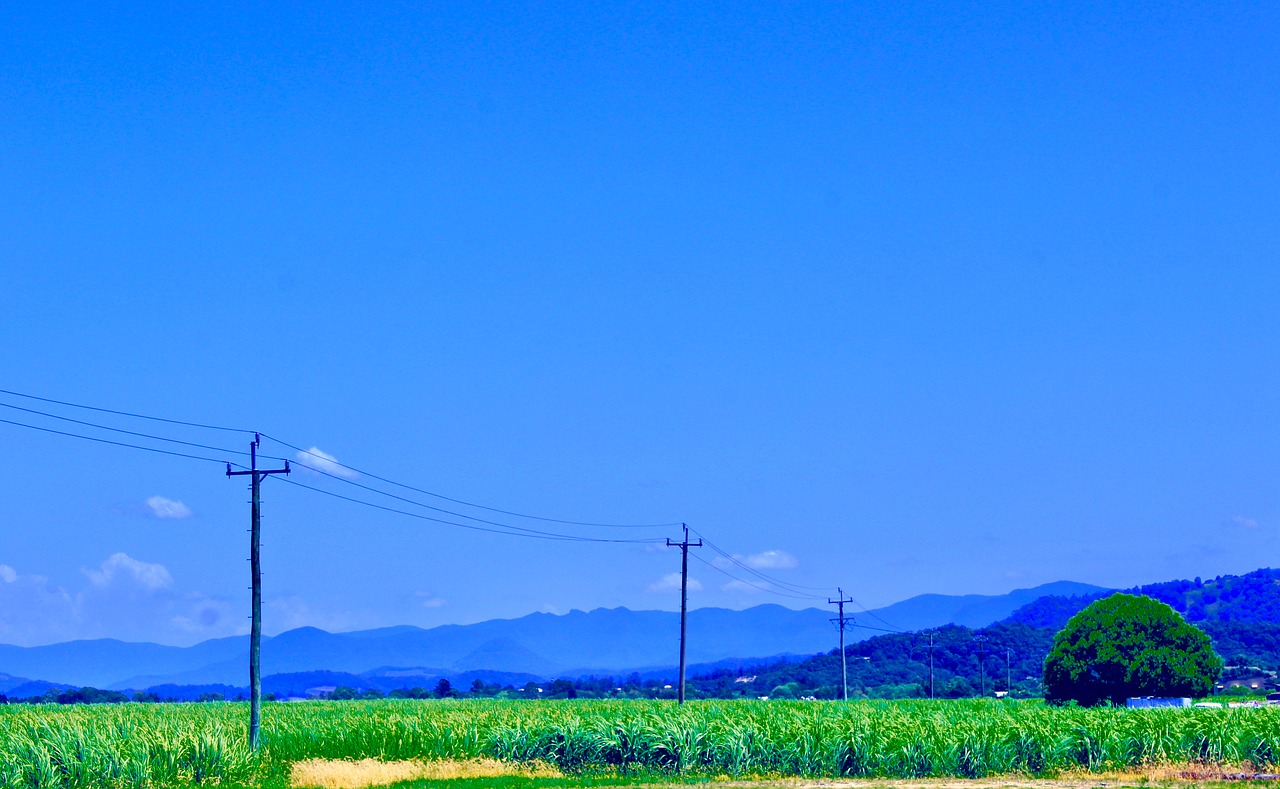 telegraph line  sugarcane  farmland free photo