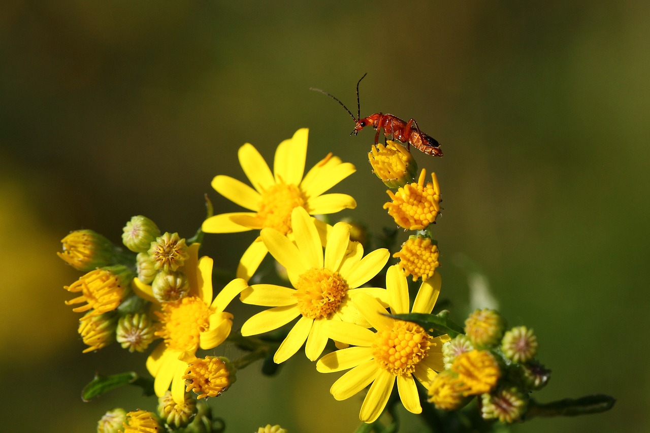 téléphore fawn  yellow flower  insect free photo