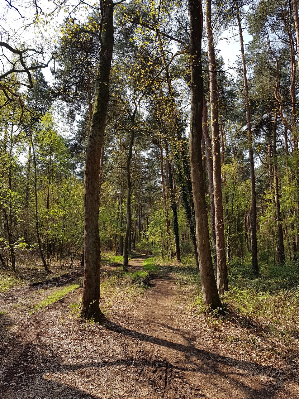 forest path trees forest free photo