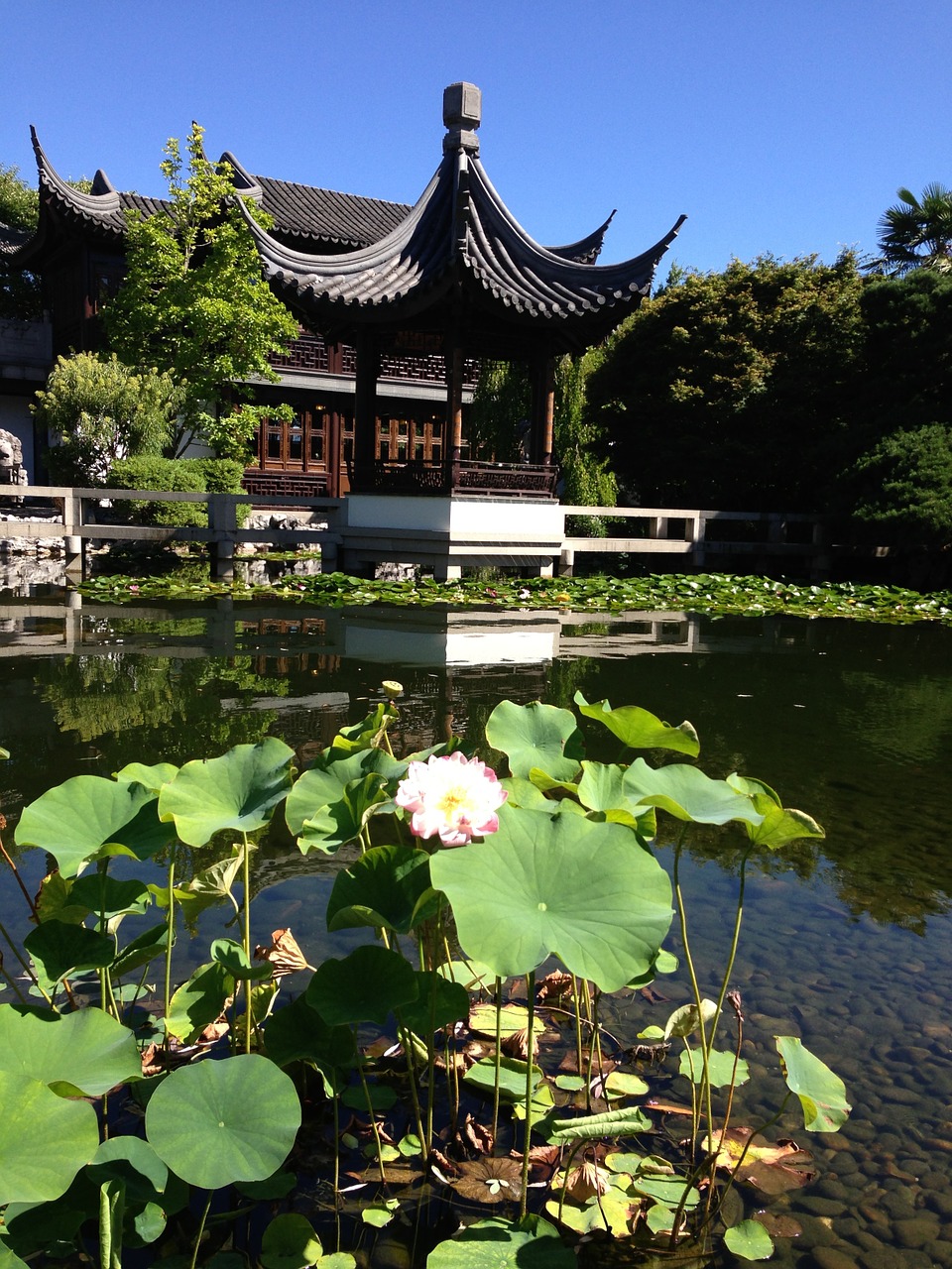 temple lotus zen free photo