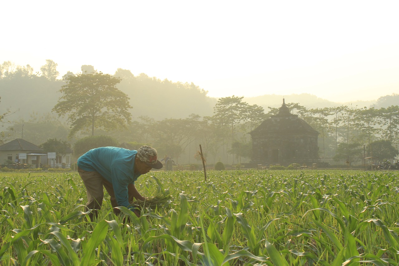 temple  morning  human free photo