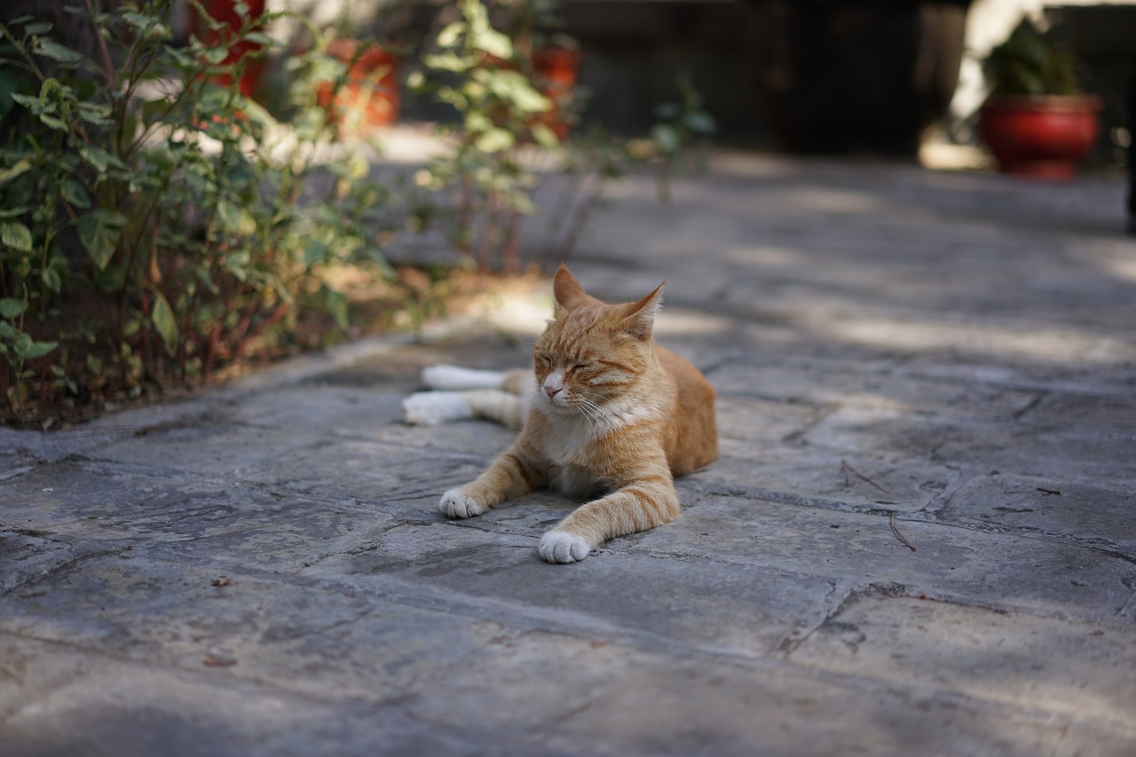temple of the cat hardship rest free photo