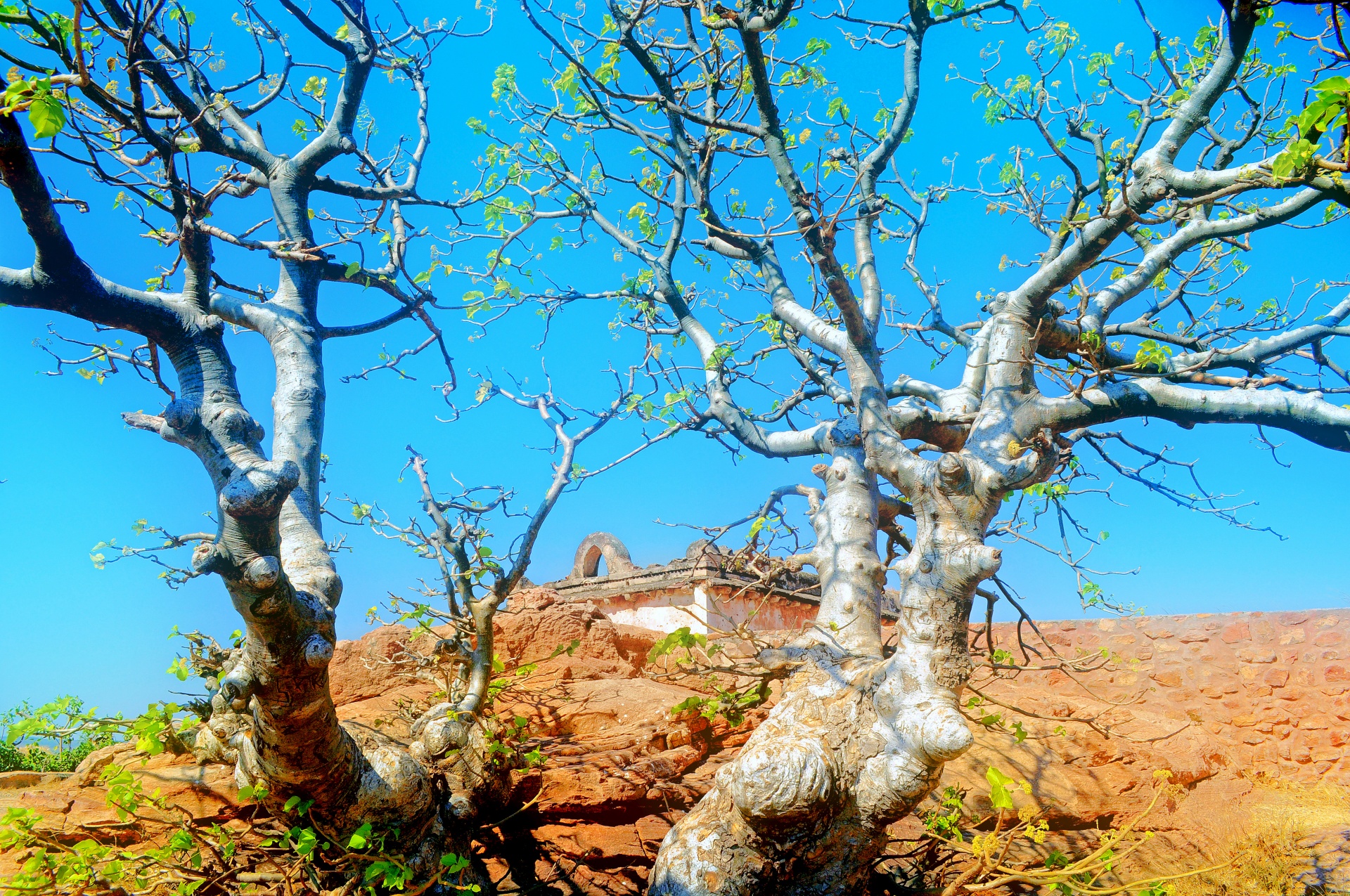 temple trees rocks free photo