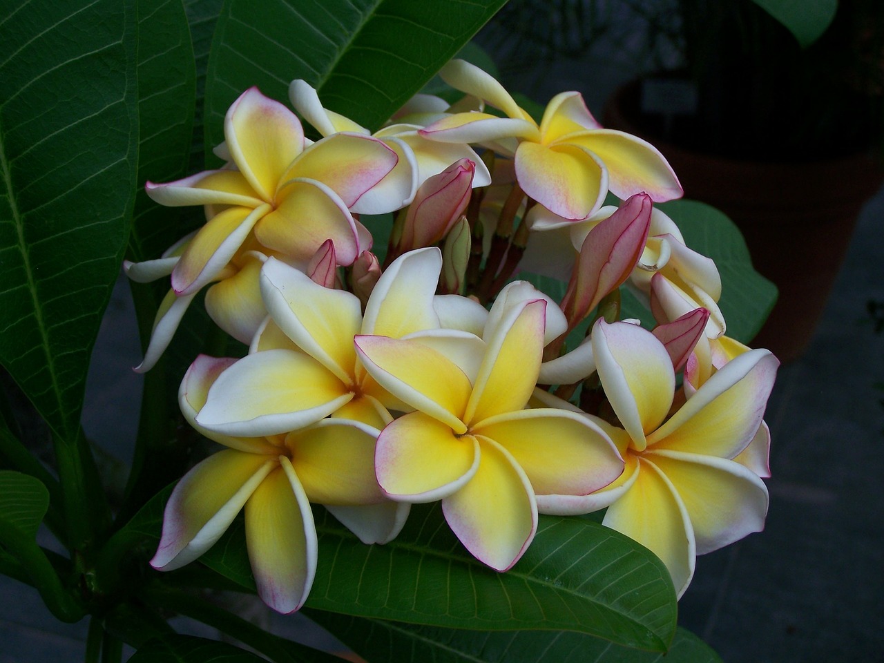 temple tree blossom bloom free photo