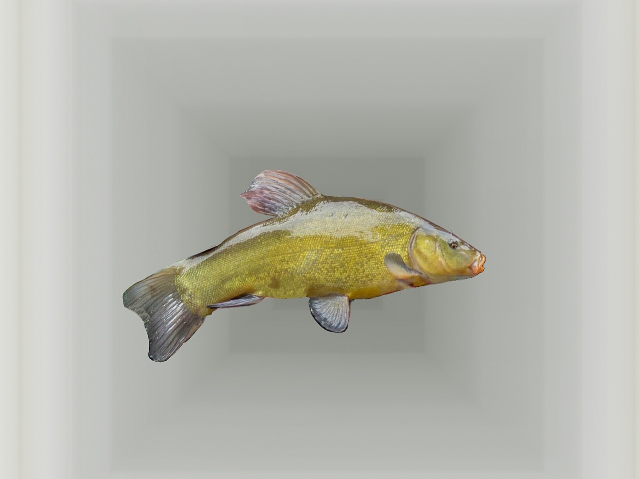 tench fish freshwater fish free photo