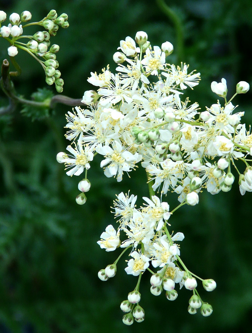 tender white blossom free photo