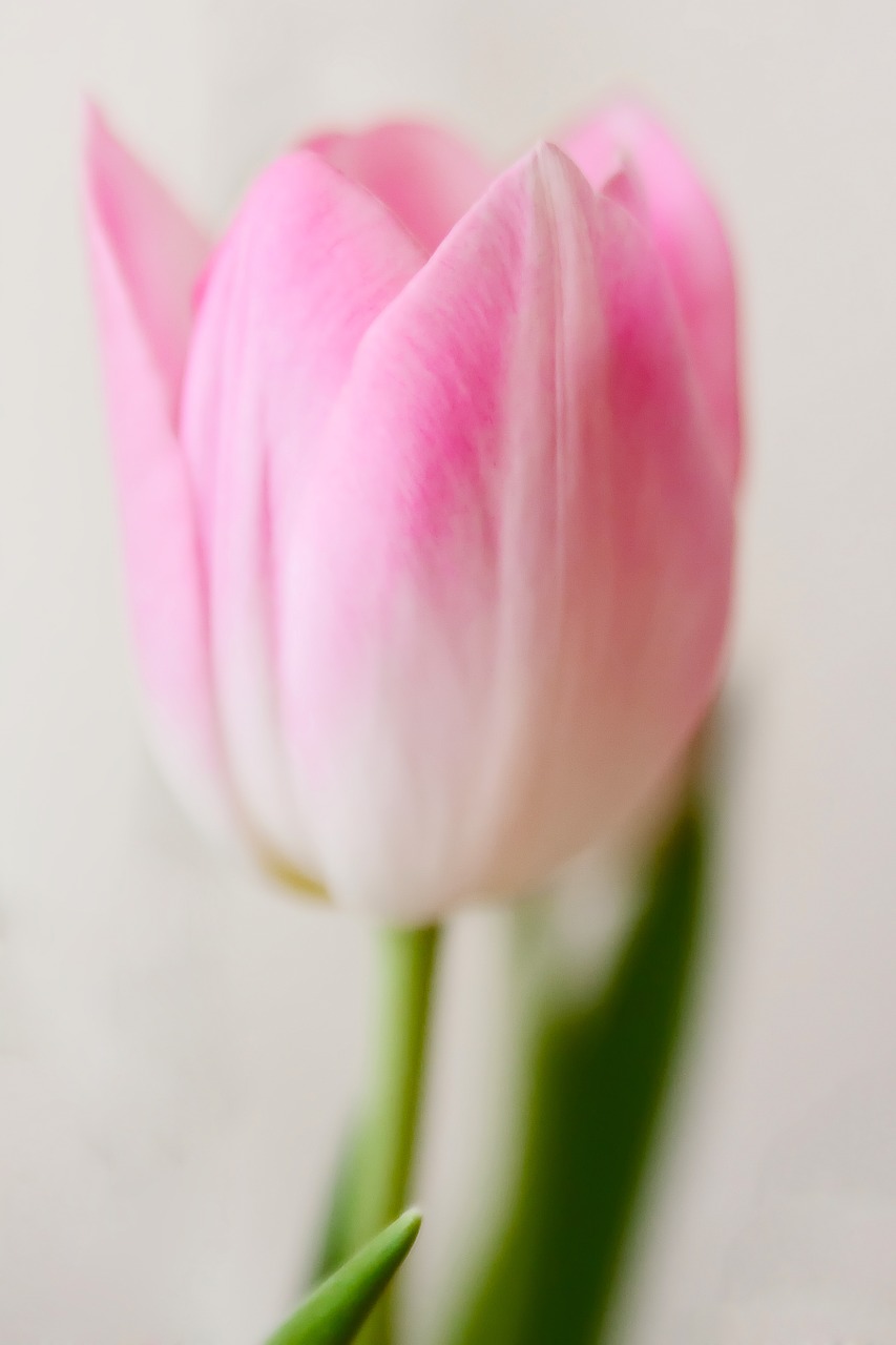tender tulip pink free photo