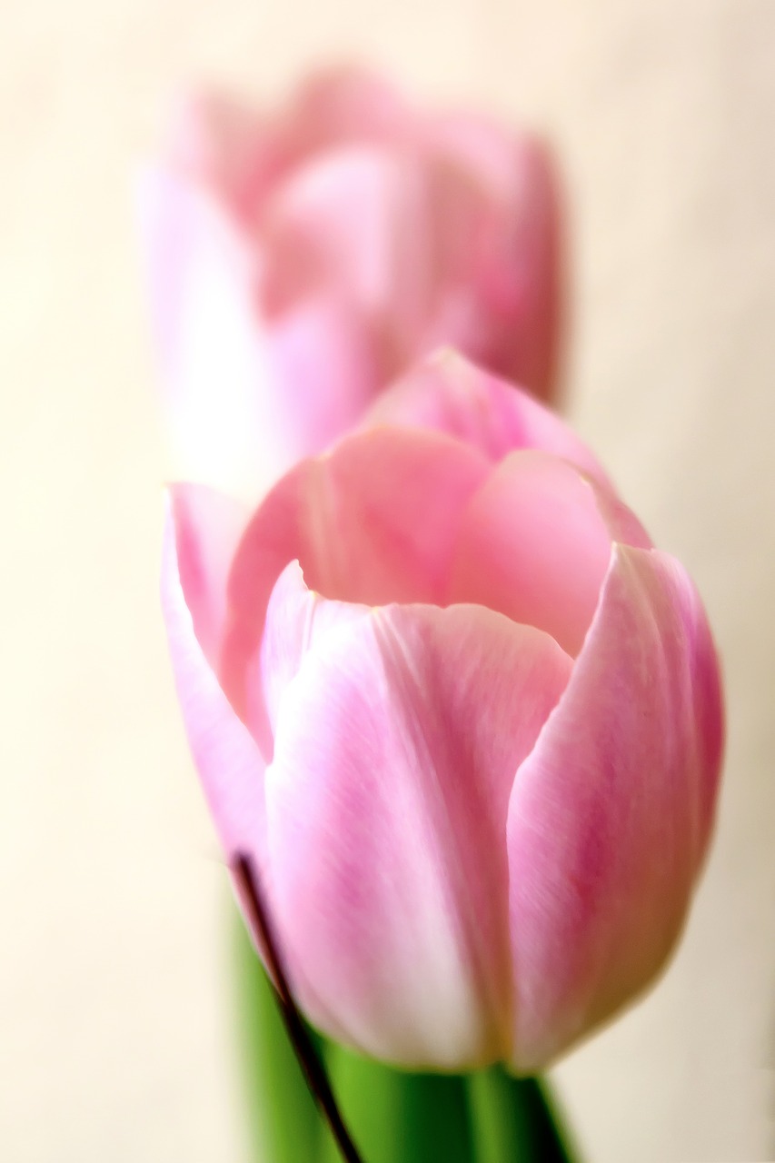 tender tulip pink free photo