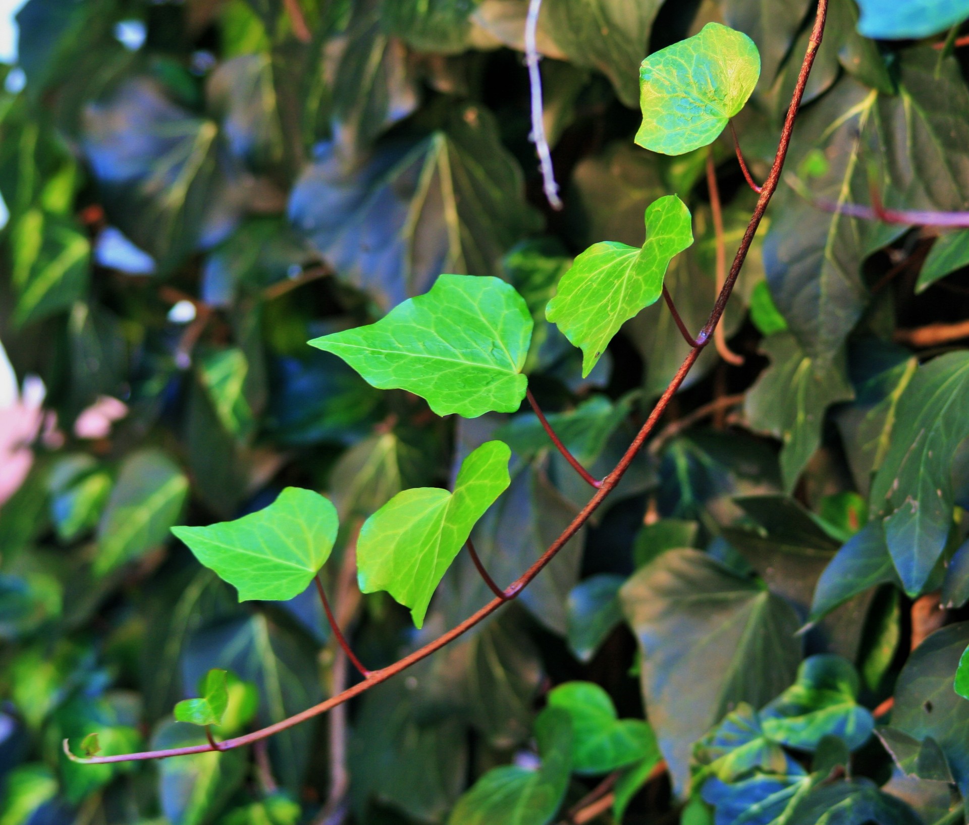 creeper ivy leaves free photo