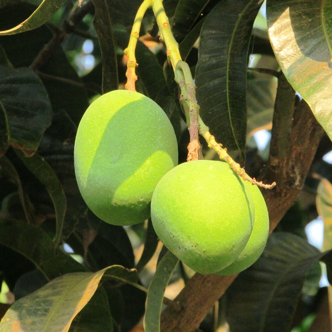 tender mango fresh mango dharwad free photo