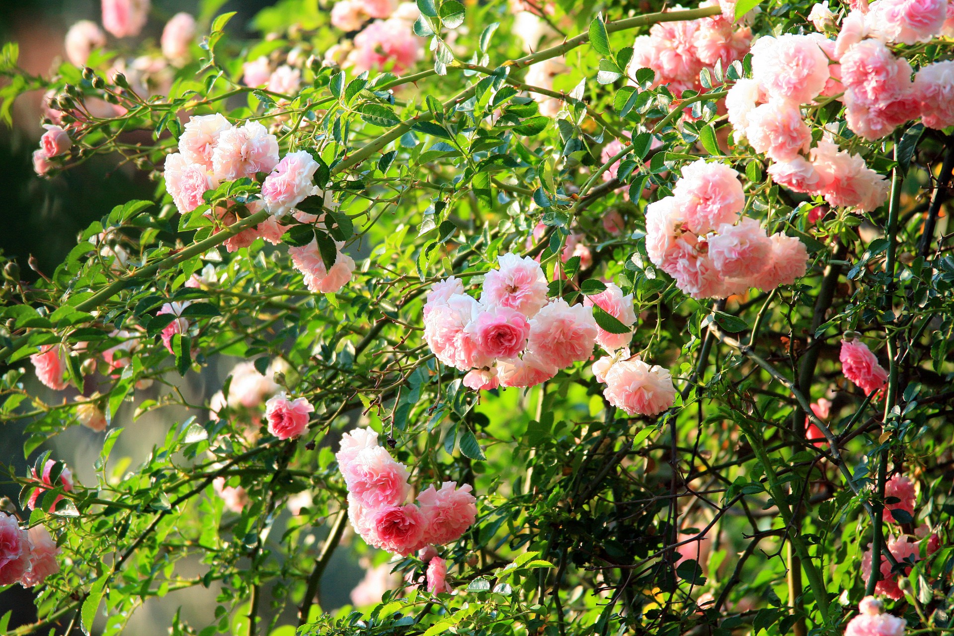 flowers blooms roses free photo