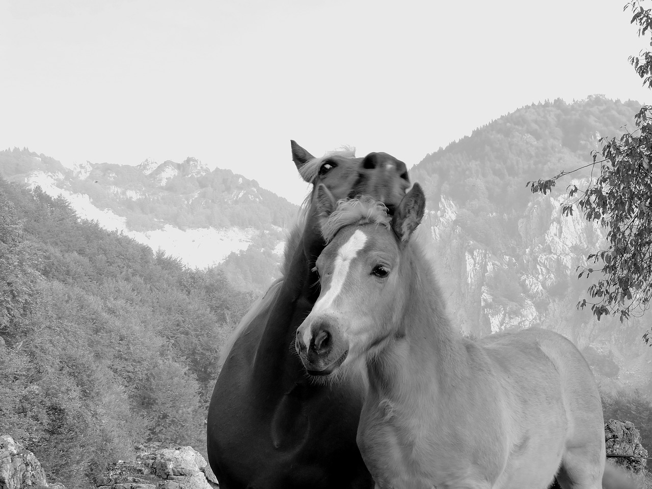 tenderness horse mom free photo
