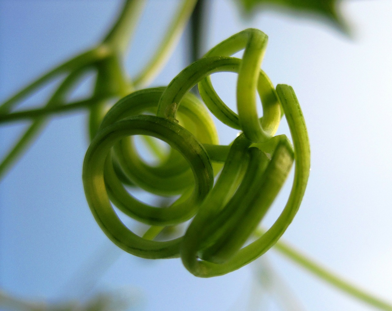 tendril climber spiral free photo