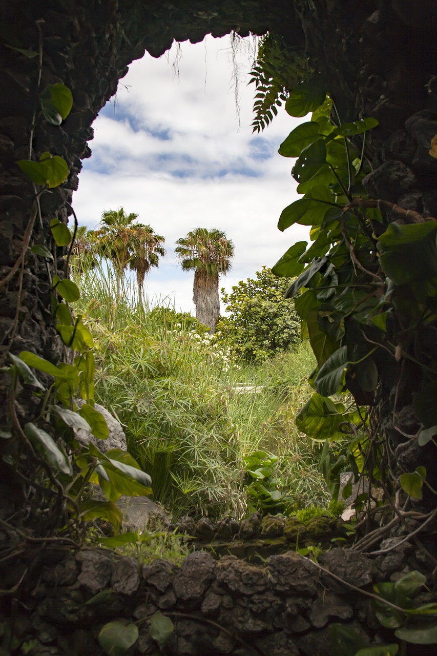 tenerife palm garden free photo