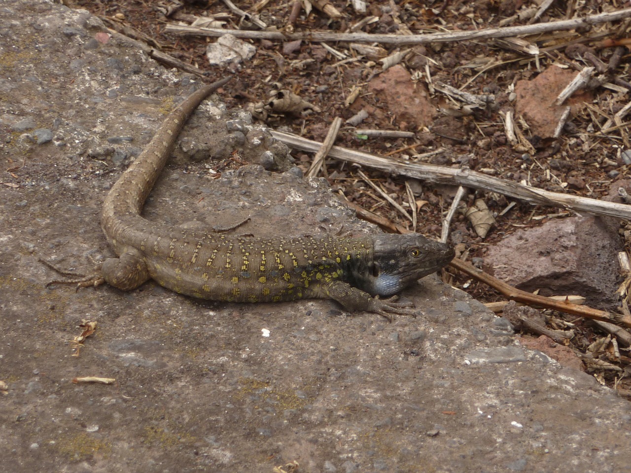 tenerife canary islands lizard free photo