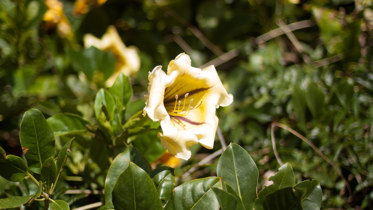 tenerife nature flower free photo