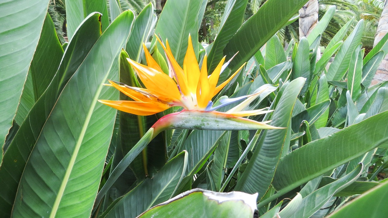 tenerife nature flower free photo