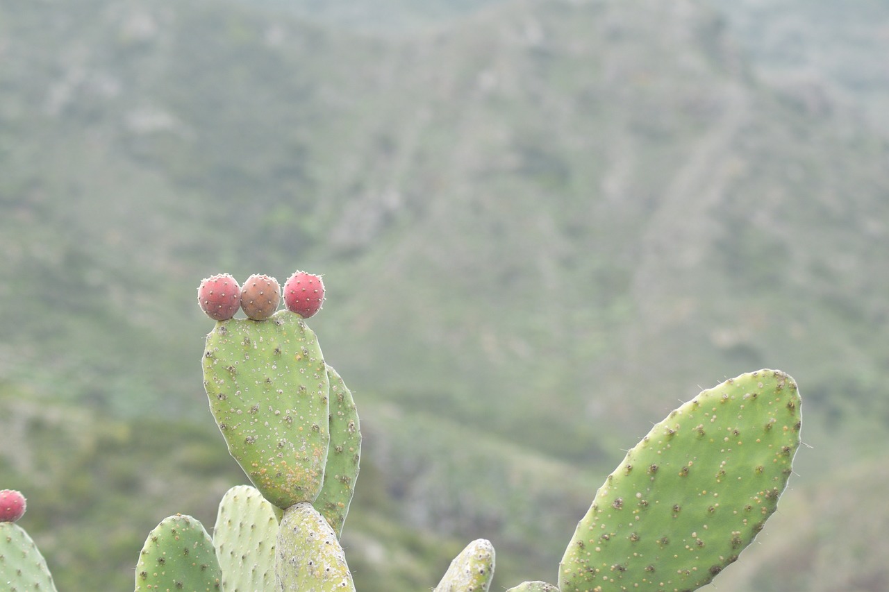 tenerife  cactus  prickly free photo