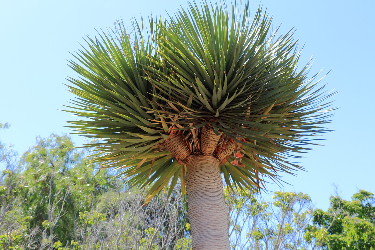 tenerife  dragon tree  tree free photo