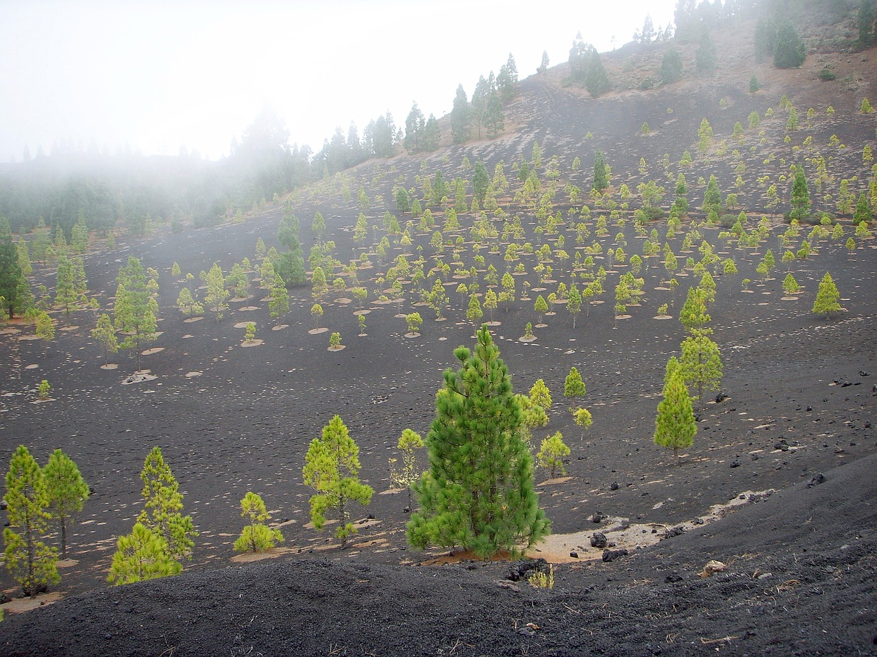 tenerife lava trees free photo