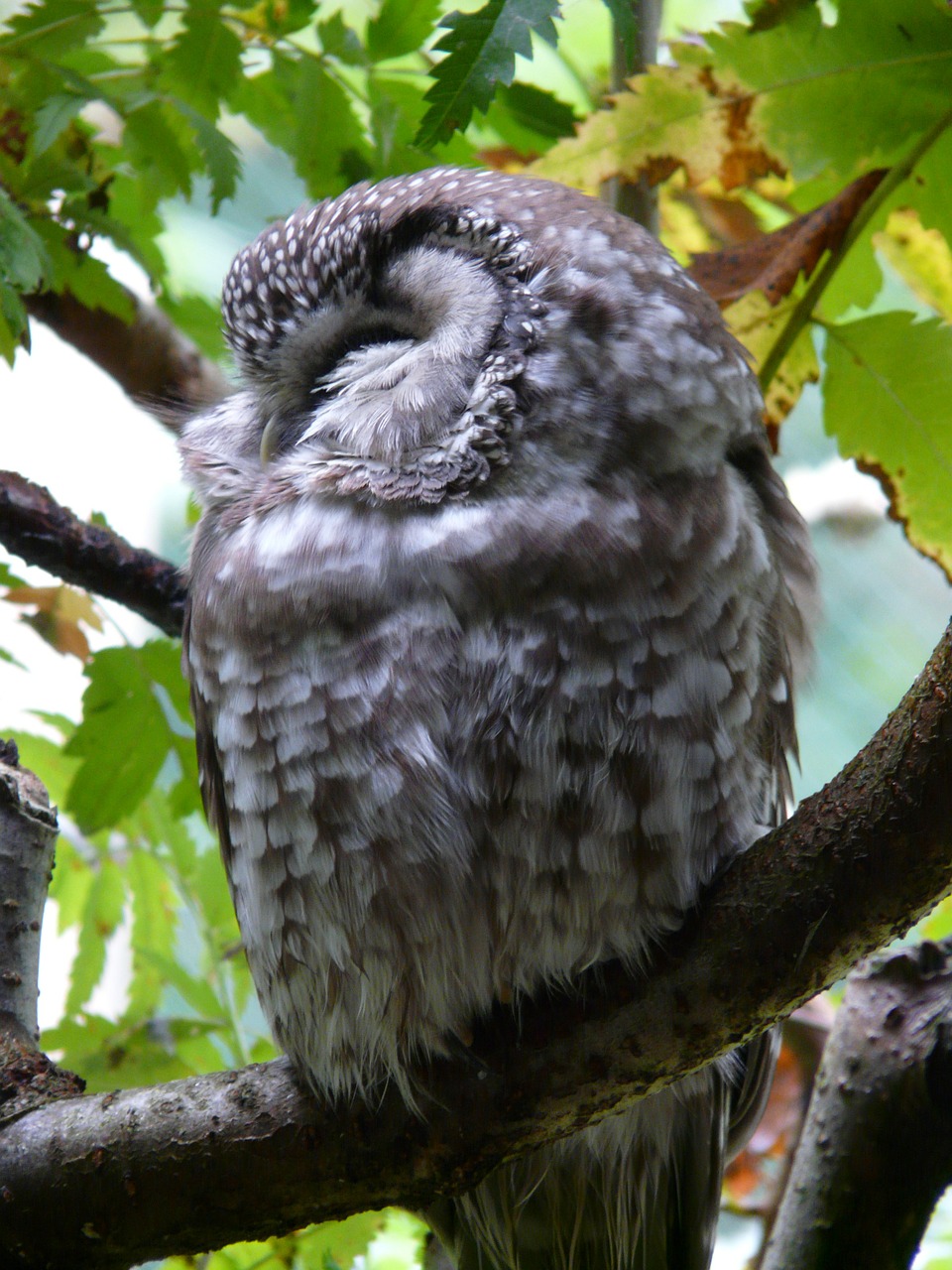 tengmalm's owl owl aegolius funereus free photo